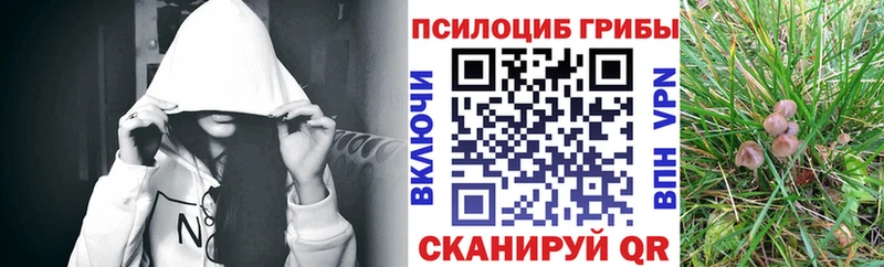 Псилоцибиновые грибы Psilocybe  Белокуриха 